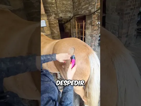 Ela HOMENAGEOU Seu Cavalo! #curiosidades #incrivel #emocionante #animal