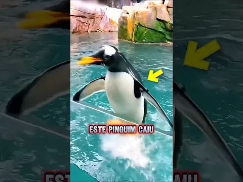 Pinguim perdido tenta voltar para sua família! 😢💙🐧