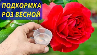 Розы будут цвести все лето после весенней подкормки этими двумя компонентами! Розы уход  #garden