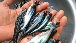 pangas fish pona 5 taka | 01726091285