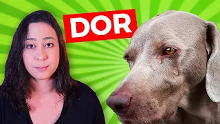 10 SINAIS QUE SEU CACHORRO ESTÁ COM DOR