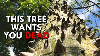 The Sandbox Tree: A Living Medieval Torture Device