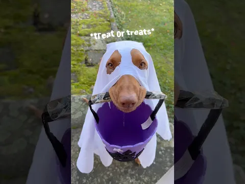 My Dog Discovered Trick-or-Treating?!👀👻🎃