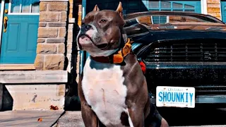 Dog treat #youtube