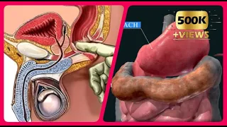 Digestive System Organs You May Not Know ❗😍