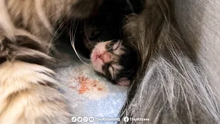Rescue cat Fifi gives birth for the last time!