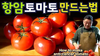250만 항암 토마토 만드는법, “이렇게 만들면” 항암, 항산화, 당뇨 효과의 8-9배가 됩니다. 재료 3개, 진짜 맛 있다니까요. 준티비 토마토, JUNTV TOMATO