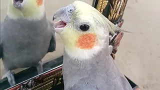 Funny Cockatiel Show Bird Love 💕 Video