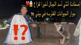 إصطادنا أنثي أسد ألجبال أخيرا من البريه عشان نجوزها لفزاع 😱💔🐅