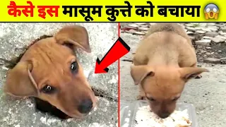 कैसे इस मासूम कुत्ते को बचाया फिर जो हुआ?😲 #Shorts #DOG_SAD_STORY