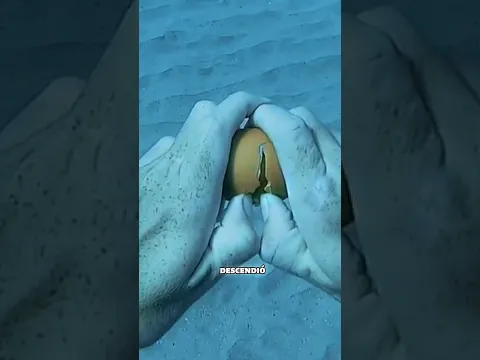 ¿Que pasa si rompes un huevo bajo el mar ? Credit : shangerdanger