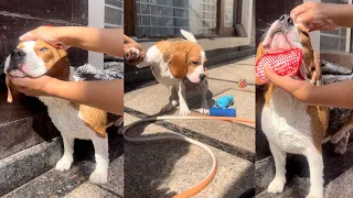 Cute beagle demands outdoor bath (@ruchi_romeo )
