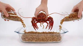 I Gave My Mealworms Weird Foods