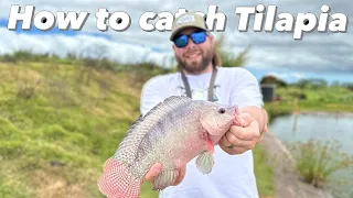 How to catch Tilapia (SO SIMPLE ANYONE CAN DO IT)