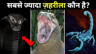 कोन है दुनिया का सबसे ज़हरीला जीव। Wildlife Adventure In हिन्दी