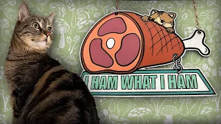 Cat Climbing Wall: Penny the cat edition!