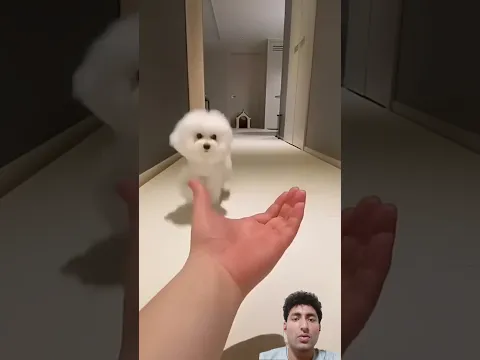 Such a cute dog 🐕🤩 #puppy #cute #funny #cutedog #animals