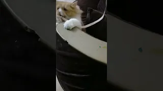 شوفتو القط رد عليا ازاي 😱 وقطع السلك والكنب كواليس كاميرات المراقبة 😅 مش هتتخيلو التحدي؟!!!!!