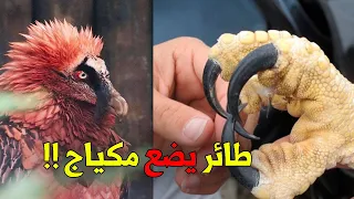 طيور لم تسمع بها من قبل ..!