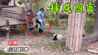 《熊貓早晚安》這可能就是大熊貓成為國寶的原因 | iPanda熊貓頻道