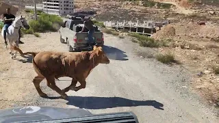 مطاردة عنيفه  بعد هروب عجل واصاب اربع  4 اشخاص مع جمال العمواسي