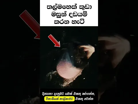 මැරෙන්න කලින් දකින්නම ඕනි දේවල්