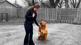 XL AMERICAN BULLY / The untold story #xlamericanbully #xlbullytraining #xlbully
