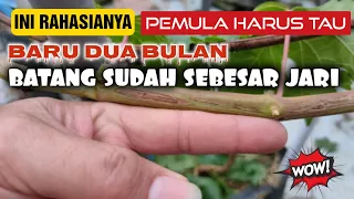 Pemula harus tau, cara mengatasi batang anggur yang gepeng