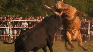 Korida kod Dumana 26.07.2026