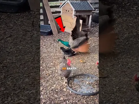 A Peacock Did This to a Hen