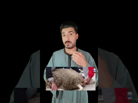 احزر😱 الذبح علي الطريقة الاسلامية وخطورة الدم
