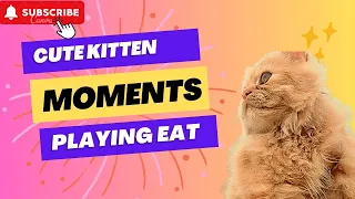 Cute & Funny Cat Moments | Adorable Reactions and Mealtime Fun 🐱🍲🤣
