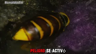 🐝🔥 ¡La Épica Batalla de las Abejas Contra el Avispón Gigante! ⚔️🐝