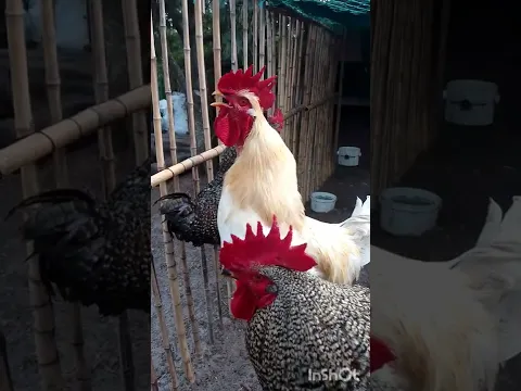 Gallos cantando juntos en el gallinero #shorts