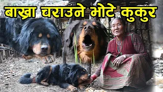 डरलाग्दो जंगलमा एक्लै बाख्रा चराउने भोटे कुकुर ! बुढी आमाको साथी पनि, हसाँइन् आमाले │Nepal Chitra