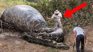Lo Que Encontraron Dentro De Esta Serpiente Dejó A Todos Impactados 😨