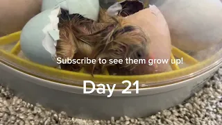 I HATCHED baby CHICKS!!!