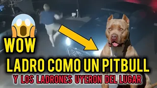  😱LADRO COMO UN PERRO PITBULL _ Y LE DIO  UN SUSTO A DOS ASPIRANTES A LADRONES 