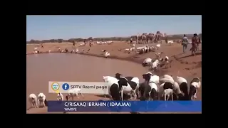 Goob Dalxiiska Kufiican Laguna Dhaqo Xoolaha Geela oo kutaalla Duleedka Degmada Birqod.