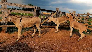 JUMENTO COBRINDO JUMENTA PEGA "Cobertura ao natural"