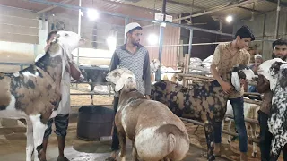 Silver Agro Goat Farm Stock Clearance | Sold Out.