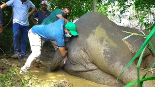 Plastic Pollution:Elephant with a bad stomach in critical condition gets treated