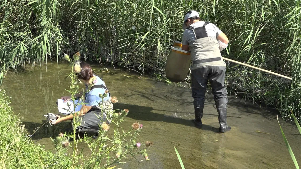 Les pluges han millorat la qualitat ecològica dels rius d’Osona i el Lluçanès