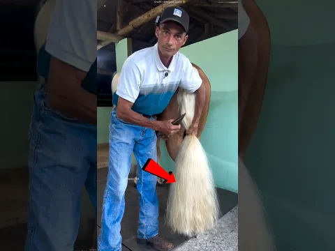 Dubai Barber Became a Millionaire Just by Styling a Horse 😱🐎 #shots #facts
