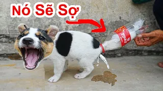 Mẹo giúp cho đi vệ sinh đúng chỗ / Hướng dẫn chó đi WC !