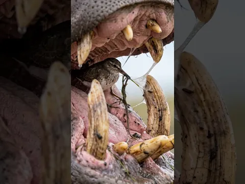 The Tiny Bird That Cleans a Hippo’s Giant Mouth 😱 Nature’s Most Fearless Dentist
