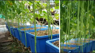 Tự trồng giàn đậu đũa trong chậu tại nhà ít sâu bệnh |Growing string beans truss in pots less pests