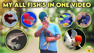 MY ALL fish's IN ONE VIDEO❤️‍🔥🦈|Jeelani vlogger Fish Room tour🐠|#trending #jeelanivlogger #hometour