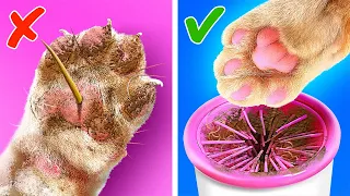 Mascotas de Lujo vs. Mascotas Modestas: *Inventos Virales para Mimarlos*