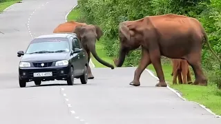 A herd of wild elephants come to the road and beat people..People traveling in vehicles are afraid..